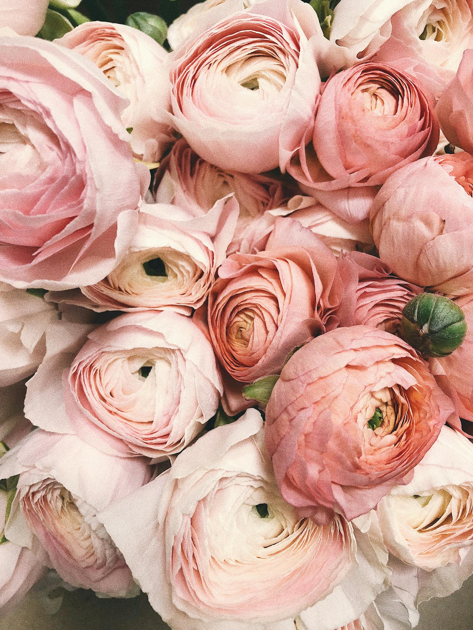 Close-up Photograph of Flowers